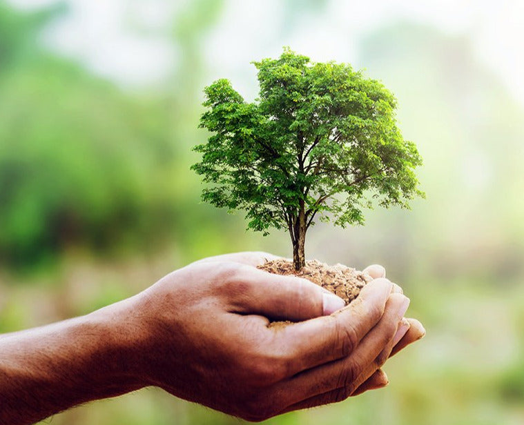 Pflanze einen Baum im Motomogli-Wald!